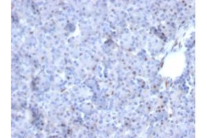 Formalin-fixed, paraffin-embedded human Pancreas stained with AKT1 Mouse Monoclonal Antibody (AKT1/2784).