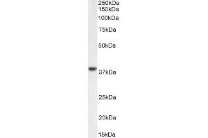 ABIN5539670 (0. (C5AR1 Antikörper  (C-Term))