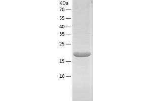 Western Blotting (WB) image for Calcium Modulating Ligand (CAMLG) (AA 1-189) protein (His tag) (ABIN7122088) (CAMLG Protein (AA 1-189) (His tag))