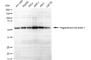 Western blotting analysis using Programmed cell death 7 antibody (ABIN7799909).