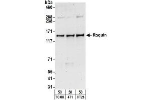 Western Blotting (WB) image for anti-Ring Finger and CCCH-Type Domains 1 (RC3H1) (AA 500-550) antibody (ABIN7452216)