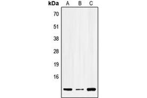 Western blot analysis of SERP1 expression in HEK293T (A), Raw264.