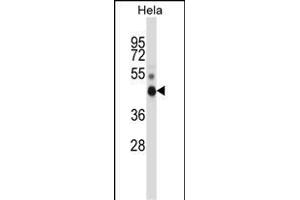 NONO Antibody (N-term) (ABIN657703 and ABIN2846694) western blot analysis in Hela cell line lysates (35 μg/lane). (NONO Antikörper  (N-Term))