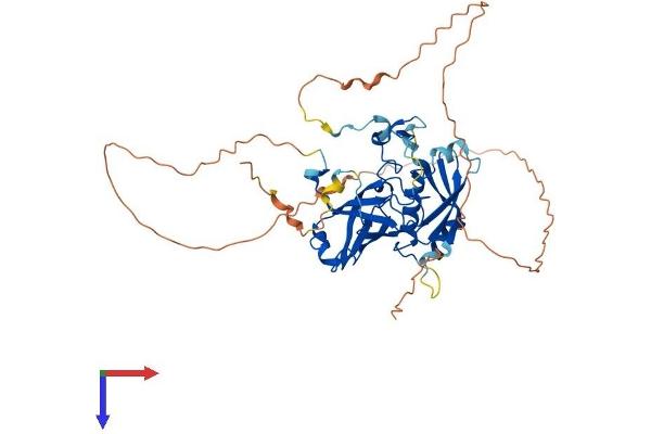 C9orf156 Protein (AA 1-441) (His tag)