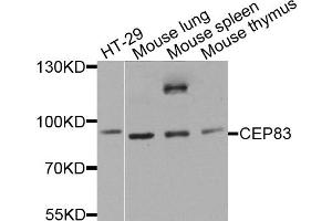 Western blot analysis of extracts of various cell lines, using CEP83 antibody.