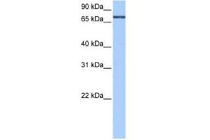 Human Liver; WB Suggested Anti-AGXT2L2 Antibody Titration: 0. (AGXT2L2 Antikörper  (N-Term))