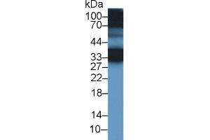 Detection of CREG1 in Mouse Ear lysate using Polyclonal Antibody to Cellular Repressor Of E1A Stimulated Genes 1 (CREG1) (CREG1 Antikörper  (AA 66-196))