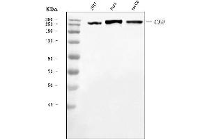 Western blot analysis of CAD using anti-CAD antibody (ABIN7600044).