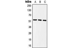 Western blot analysis of MINA53 expression in HEK293T (A), NIH3T3 (B), PC12 (C) whole cell lysates.