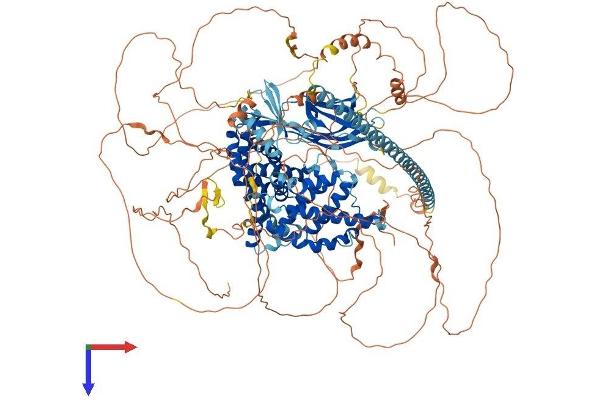 SYNGAP1 Protein (AA 1-1340) (His tag)