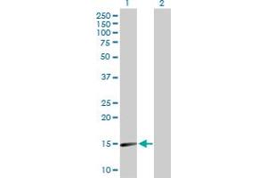 Western Blot analysis of SNCA expression in transfected 293T cell line by SNCA MaxPab polyclonal antibody. (SNCA Antikörper  (AA 1-140))