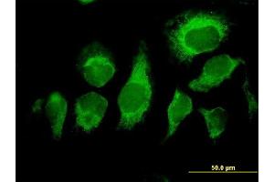 Immunofluorescence of purified MaxPab antibody to MDS028 on HeLa cell. (ITFG2 Antikörper  (AA 1-447))