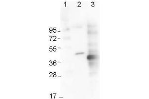 Western Blot using  Immunochemicals' Mouse Anti-6x-His Epitope Tag Monoclonal Antibody showing detection of the 6xHis sequence on N-terminally-tagged (lane 2) and C-terminally-tagged recombinant proteins (lane 3). (His Tag Antikörper  (Cy3))