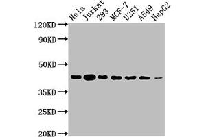 Western Blot Positive WB detected in: Hela whole cell lysate, Jurkat whole cell lysate, 293 whole cell lysate, MCF-7 whole cell lysate, U251 whole cell lysate, A549 whole cell lysate, HepG2 whole cell lysate All lanes: AURKB antibody at 1:2000 Secondary Goat polyclonal to rabbit IgG at 1/50000 dilution Predicted band size: 40, 36, 17, 35 kDa Observed band size: 40 kDa (Rekombinanter Aurora Kinase B Antikörper)