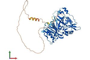 Protein Structure (PS) image for N-Myristoyltransferase 2 (NMT2) (AA 1-498) protein (His tag) (ABIN7549890)
