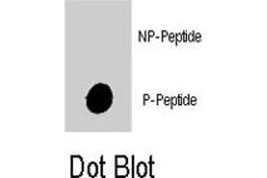 Dot blot analysis of PIK3C3 (phospho S282) polyclonal antibody  on nitrocellulose membrane. (PIK3C3 Antikörper  (pSer282))