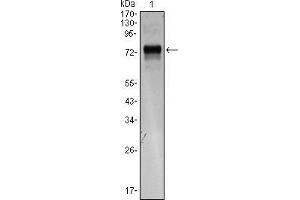 Western blot analysis using XBP1 mouse mAb against XBP1(AA: 1-160)-hIgGFc transfected HEK293 cell lysate. (XBP1 Antikörper)