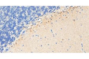ABIN184729 (5µg/ml) staining of paraffin embedded Human Cortex. (PEBP1 Antikörper  (C-Term))
