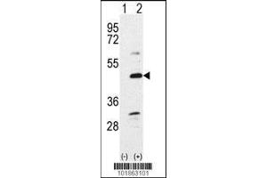 Western blot analysis of Bmp7 using rabbit polyclonal Bmp7 Antibody using 293 cell lysates (2 ug/lane) either nontransfected (Lane 1) or transiently transfected with the Bmp7 gene (Lane 2). (BMP7 Antikörper  (N-Term))