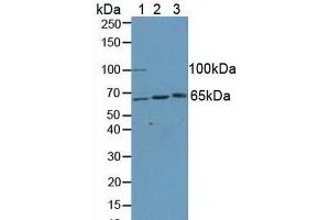 Figure. (KLC1 Antikörper  (AA 1-254))