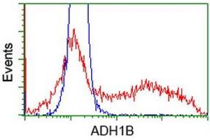 HEK293T cells transfected with either RC205391 overexpress plasmid (Red) or empty vector control plasmid (Blue) were immunostained by anti-ADH1B antibody (ABIN2454586), and then analyzed by flow cytometry. (ADH1B Antikörper)