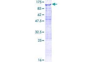 C9orf3 Protein (AA 1-720) (GST tag)