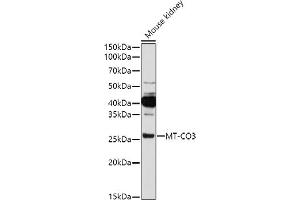 Western blot analysis of extracts of Mouse kidney, using MT-CO3 antibody (ABIN7266635) at 1:1000 dilution.