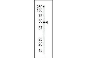 The anti-GRK1 Pab is used in Western blot to detect GRK1 in HeLa cell lysate (Lane 1) and mouse spleen tissue lysate (Lane 2). (GRK1 Antikörper  (C-Term))