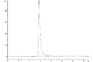 The purity of Human Siglec-8 is greater than 95 % as determined by SEC-HPLC. (SIGLEC8 Protein (AA 17-363) (Fc Tag))