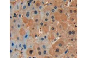 Used in DAB staining on fromalin fixed paraffin-embedded liver tissue (CCL9 Antikörper  (AA 22-122))