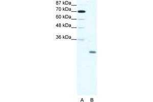 Western Blotting (WB) image for anti-Inhibitor of DNA Binding 4, Dominant Negative Helix-Loop-Helix Protein (ID4) antibody (ABIN2461635) (ID4 Antikörper)