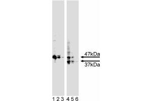 Western blot analysis of caspase-9. (Caspase 9 Antikörper  (N-Term))