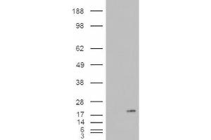 Western Blotting (WB) image for anti-Phospholipase A2, Group IB (PLA2G1B) (C-Term) antibody (ABIN2466123) (PLA2G1B Antikörper  (C-Term))