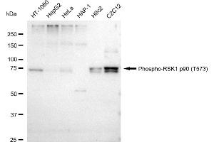 Western blotting analysis using Phospho-RSK1 p90 (T573) antibody (ABIN7800231).