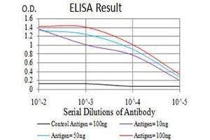 Black line: Control Antigen (100 ng),Purple line: Antigen (10 ng), Blue line: Antigen (50 ng), Red line:Antigen (100 ng) (RAN Antikörper  (AA 1-216))