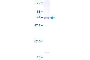 SDS-PAGE (SDS) image for Annexin A8-Like 2 (ANXA8L2) (AA 1-327) protein (GST tag) (ABIN1345204)