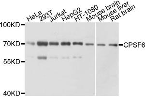 Western blot analysis of extracts of various cell lines, using CPSF6 antibody (ABIN6003527) at 1/1000 dilution.