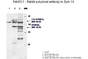 Image no. 1 for anti-Dual-Specificity tyrosine-(Y)-phosphorylation Regulated Kinase 1A (DYRK1A) antibody (ABIN347093) (DYRK1A Antikörper)