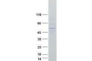 Western Blotting (WB) image for NF-kappa-B inhibitor beta (NFKBIB) (Transcript Variant 1) protein (Myc-DYKDDDDK Tag) (ABIN2727230)