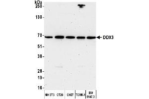 Western Blotting (WB) image for anti-DEAD (Asp-Glu-Ala-Asp) Box Polypeptide 3, X-Linked (DDX3X) (AA 1-50) antibody (ABIN7454637) (DDX3X Antikörper  (AA 1-50))