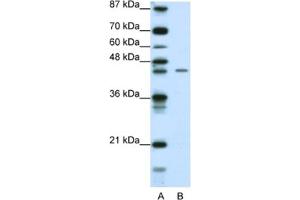 Western Blotting (WB) image for anti-Zinc Finger Protein 17 (ZNF17) antibody (ABIN2461809) (ZNF17 Antikörper)