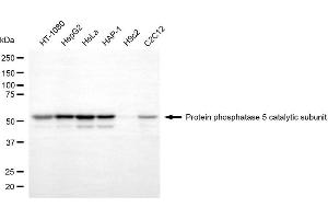 Western blotting analysis using protein phosphatase 5 catalytic subunit antibody (ABIN7800030).