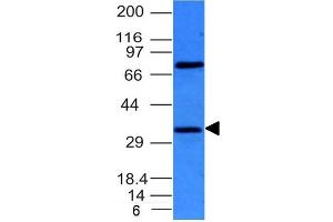 Western Blot of HepG2 cell lysate using BCL10 Mouse Monoclonal Antibody (BL10/411). (BCL10 Antikörper  (AA 122-168))