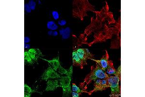 Immunocytochemistry/Immunofluorescence analysis using Mouse Anti-VDAC1 Monoclonal Antibody, Clone S152B-23 .