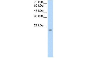 EDG8 antibody used at 2. (S1PR5 Antikörper  (N-Term))
