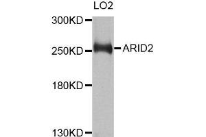 Western blot analysis of extracts of LO2 cells, using ARID2 antibody (ABIN5996429) at 1/1000 dilution. (ARID2 Antikörper)