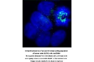 Image no. 2 for anti-Budding Uninhibited By Benzimidazoles 1 Homolog beta (Yeast) (BUB1B) antibody (ABIN363218)