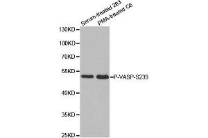 Western Blotting (WB) image for anti-Vasodilator-Stimulated phosphoprotein (VASP) (pSer239) antibody (ABIN1870693) (VASP Antikörper  (pSer239))