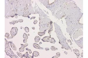 IHC analysis of SRCIN1 using anti-SRCIN1 antibody (ABIN6719623). (SRCIN1 Antikörper  (AA 189-287))