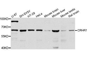 Western blot analysis of extracts of various cell lines, using CRHR1 antibody (ABIN5974846) at 1/1000 dilution. (CRHR1 Antikörper)